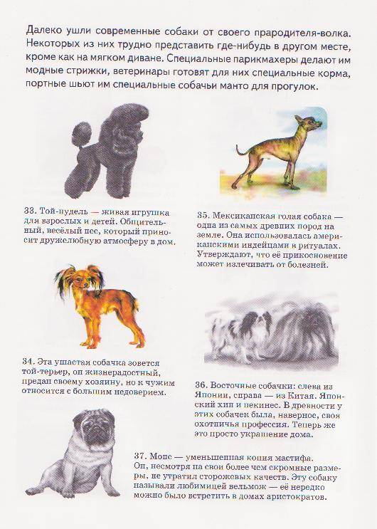 Иллюстрация 15 из 15 для Собаки - А. Бугаев | Лабиринт - книги. Источник: Ёжик