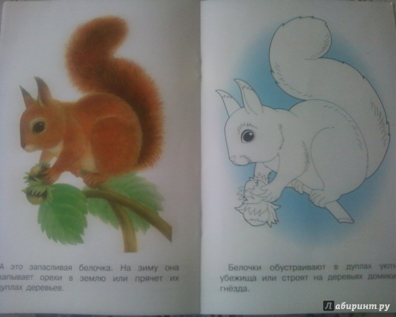 Иллюстрация 12 из 26 для Раскраска "Лесные животные" | Лабиринт - книги. Источник: Родионова  Надежда