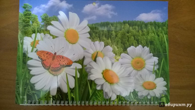 Иллюстрация 2 из 4 для Календарь квартальный на 2018 год "Пейзаж с бабочкой и ромашками" (14863) | Лабиринт - сувениры. Источник: Оля-ля