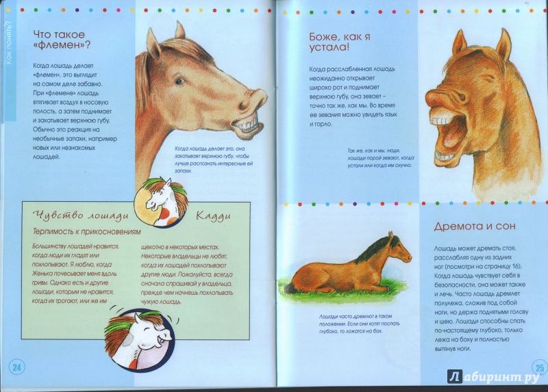 Иллюстрация 3 из 3 для Учимся понимать лошадей вместе с Кадди - Карола Кессель | Лабиринт - книги. Источник: Рыжая Сибирячка