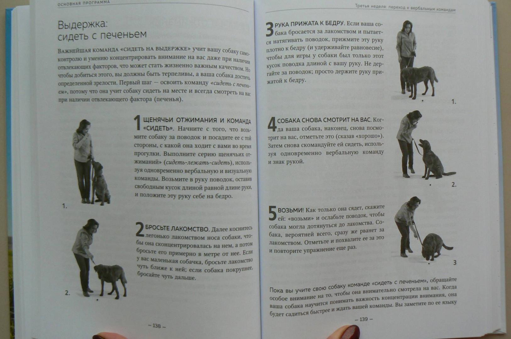 Иллюстрация 23 из 24 для Дрессировка без наказания. 5 недель, которые сделают вашу собаку лучшей в мире - Сильвия-Стасиевич, Кей | Лабиринт - книги. Источник: Лидия