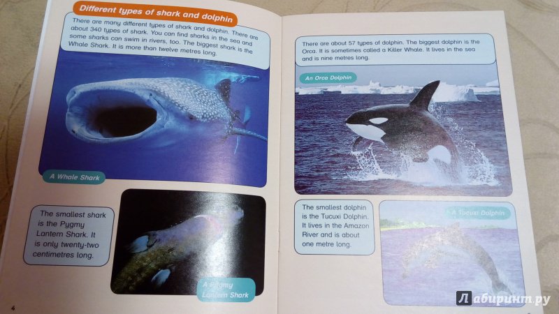 Иллюстрация 3 из 5 для Sharks & Dolphins. Dolphins Rescue. Level 6 - Donna Shaw | Лабиринт - книги. Источник: Грошева  Надежда