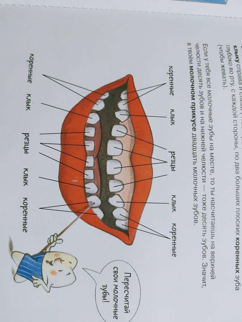 Иллюстрация 137 из 145 для Зубная книга. Все о твоих молочных зубах - Ивона Радюнц | Лабиринт - книги. Источник: Зорина  Кристина