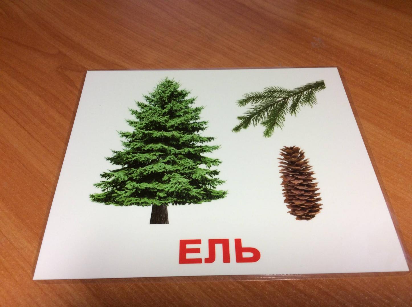 Иллюстрация 8 из 30 для Комплект карточек "Деревья" 16,5х19,5 см. - Носова, Епанова | Лабиринт - игрушки. Источник: BIMMER