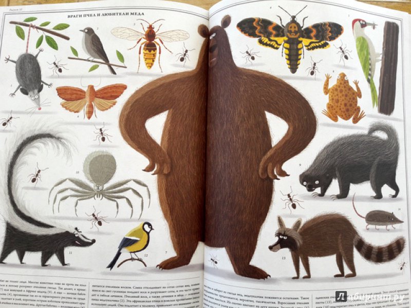 Иллюстрация 53 из 56 для Пчелы - Петр Соха | Лабиринт - книги. Источник: Казакова  Марина