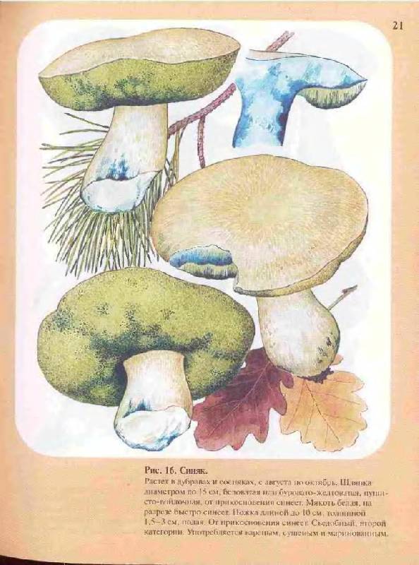 Иллюстрация 24 из 33 для Большой определитель грибов - Александр Юдин | Лабиринт - книги. Источник: Юта