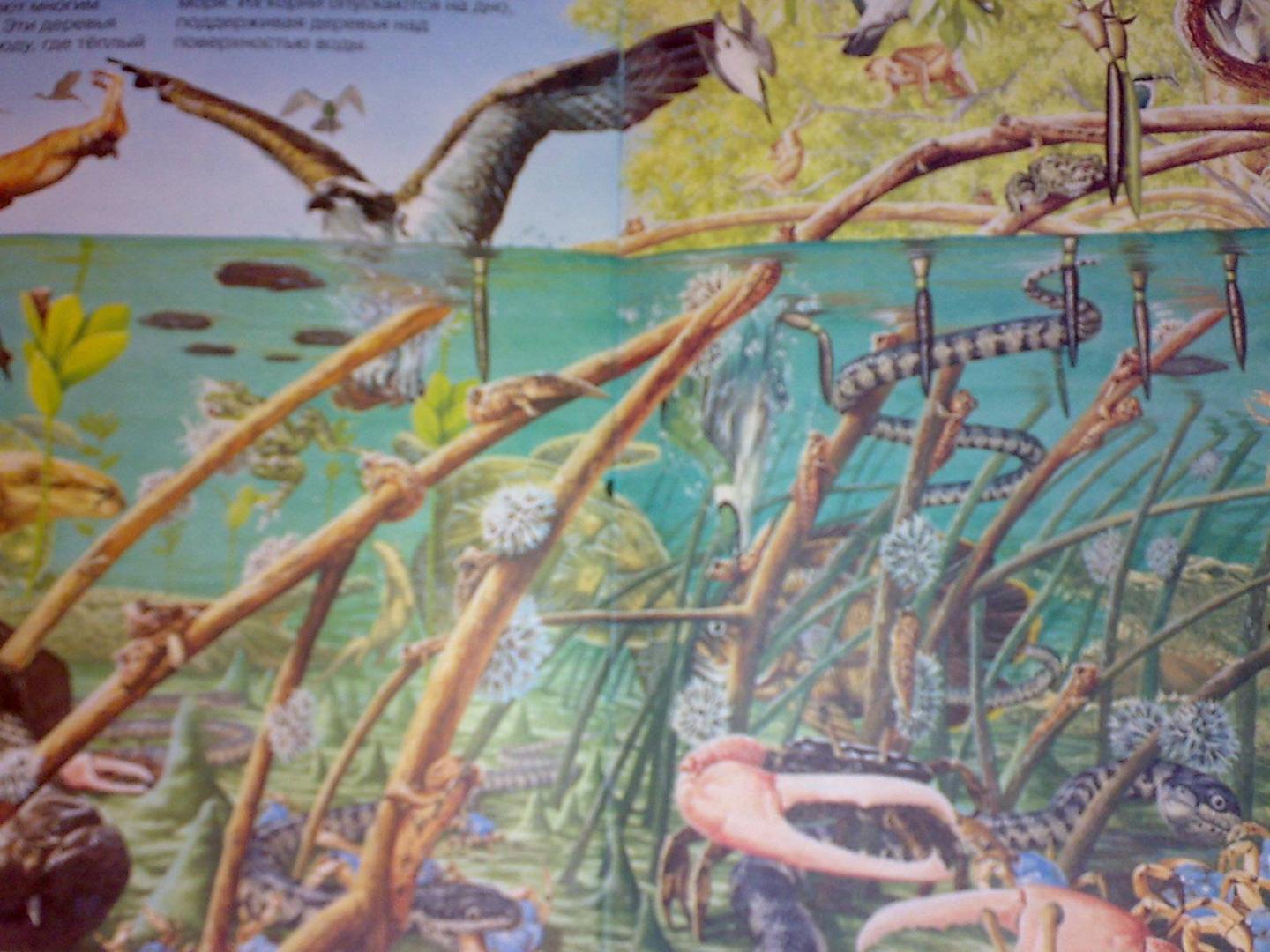 Иллюстрация 4 из 5 для На поиски морских животных - Кейт Нидхэм | Лабиринт - книги. Источник: Юлия7