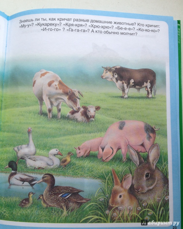 Иллюстрация 57 из 59 для Животные - Эмили Бомон | Лабиринт - книги. Источник: Sashakleeva