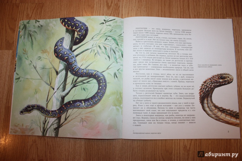 Иллюстрация 33 из 44 для Рептилии - Николай Сладков | Лабиринт - книги. Источник: Bradbury