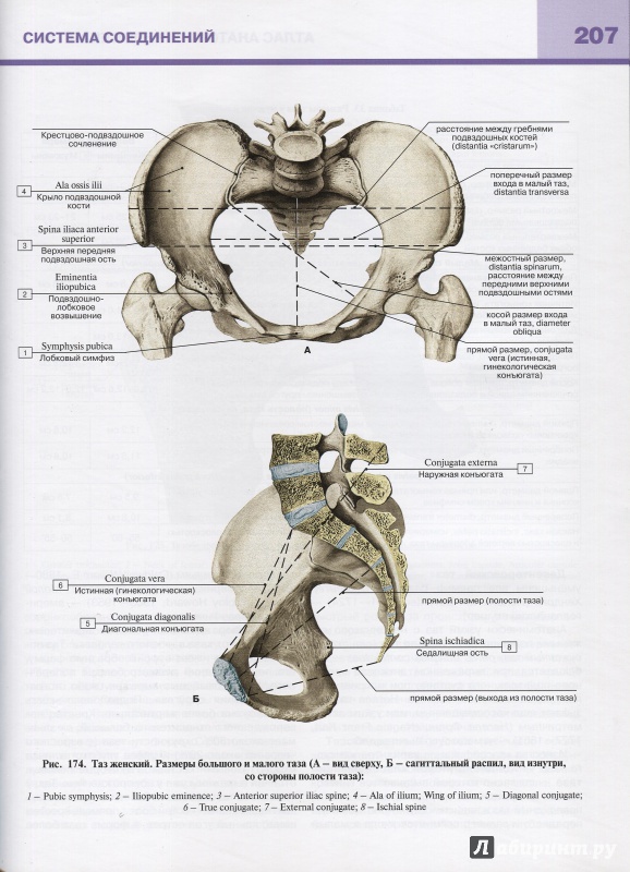 Иллюстрация 5 из 23 для Атлас анатомии человека. В 3-х томах. Том 1. Учебное пособие - Билич, Николенко | Лабиринт - книги. Источник: Andrey29