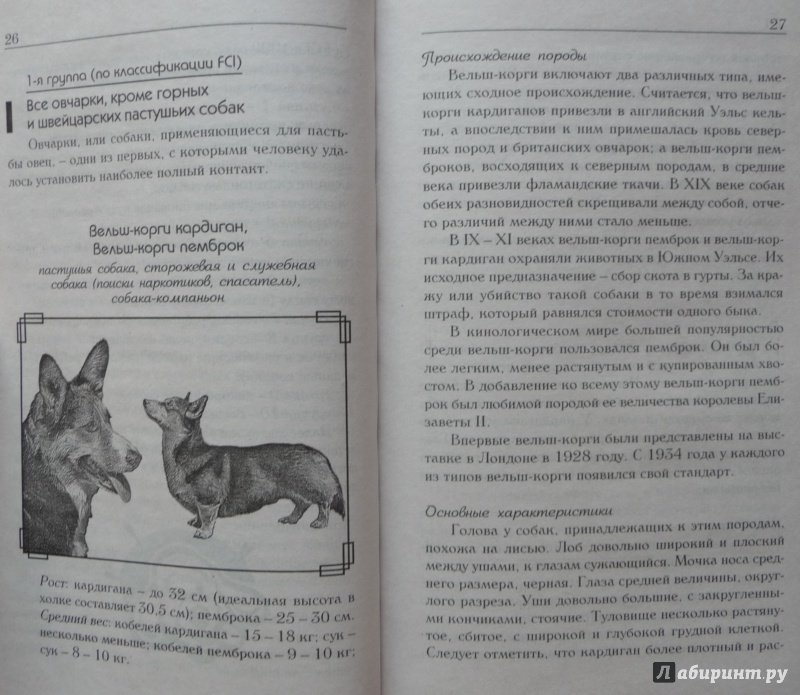 Иллюстрация 23 из 29 для Знакомьтесь, это ваша собака! | Лабиринт - книги. Источник: SiB