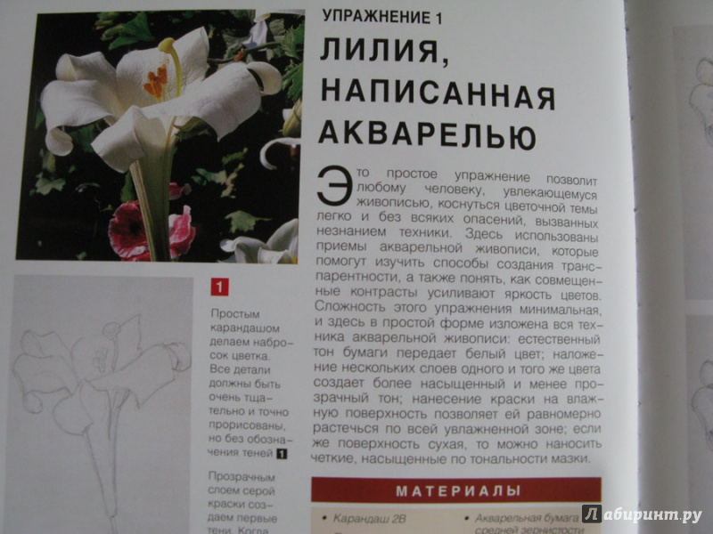 Иллюстрация 7 из 17 для Рисуем цветы. Экспресс - курс - Myriam Ferron | Лабиринт - книги. Источник: Sova