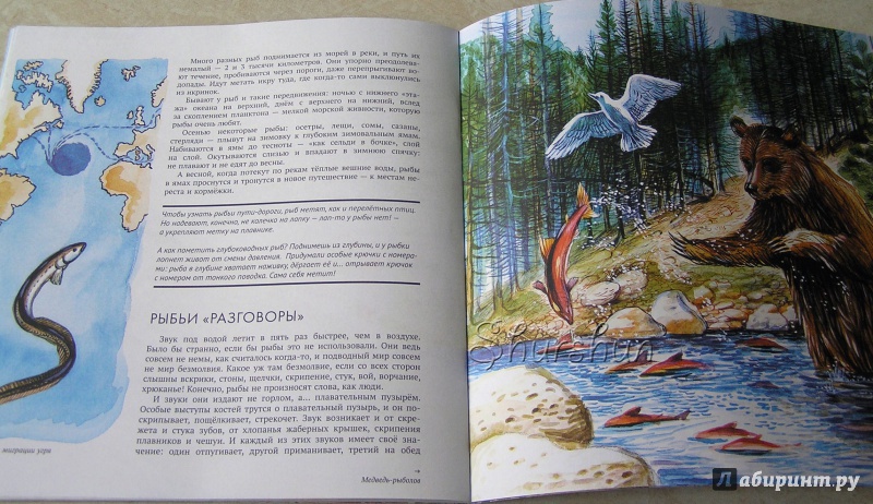 Иллюстрация 21 из 42 для Рыбы - Николай Сладков | Лабиринт - книги. Источник: Shurshun
