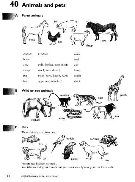 Иллюстрация 15 из 30 для English Vocabulary in Use: Elementary - McCarthy, O`Dell | Лабиринт - книги. Источник: swallow_ann