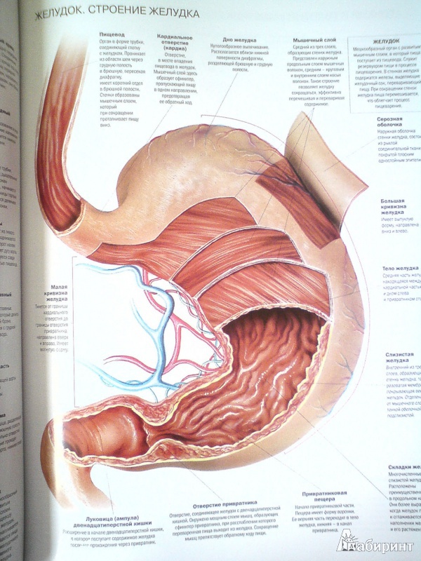 Иллюстрация 7 из 32 для Атлас анатомии человека - Виге, Орте | Лабиринт - книги. Источник: D8  _