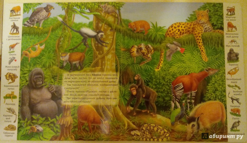 Иллюстрация 12 из 39 для Животные и растения тропических лесов | Лабиринт - книги. Источник: Валеева  Мария Федоровна