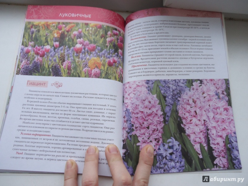 Иллюстрация 6 из 12 для Лучшие цветы для вашего сада - Ольга Городец | Лабиринт - книги. Источник: Аверьянова  Ангелина