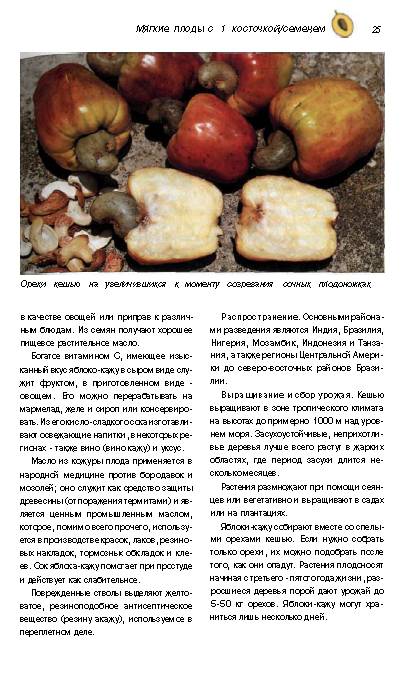 Иллюстрация 19 из 30 для Тропические плоды. Биология, применение, выращивание и сбор урожая - Новак, Шульц | Лабиринт - книги. Источник: MIV