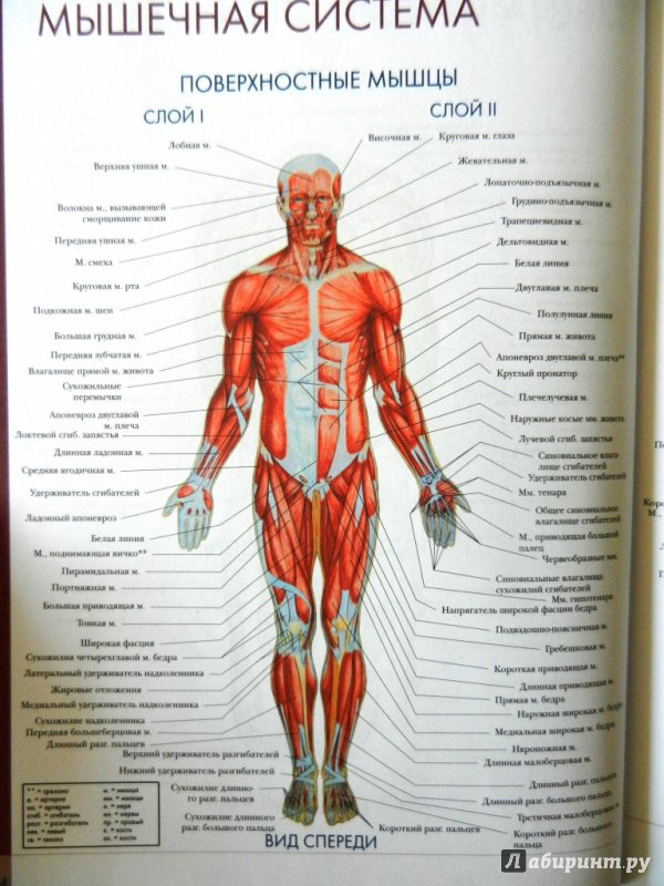 Мужской врач по половым органам как называется. Анатомический атлас.мышечная система туловища человека. Атлас анатомии человека костно мышечная система. Строение человека мужчины спереди. Строение человека атлас анатомический.
