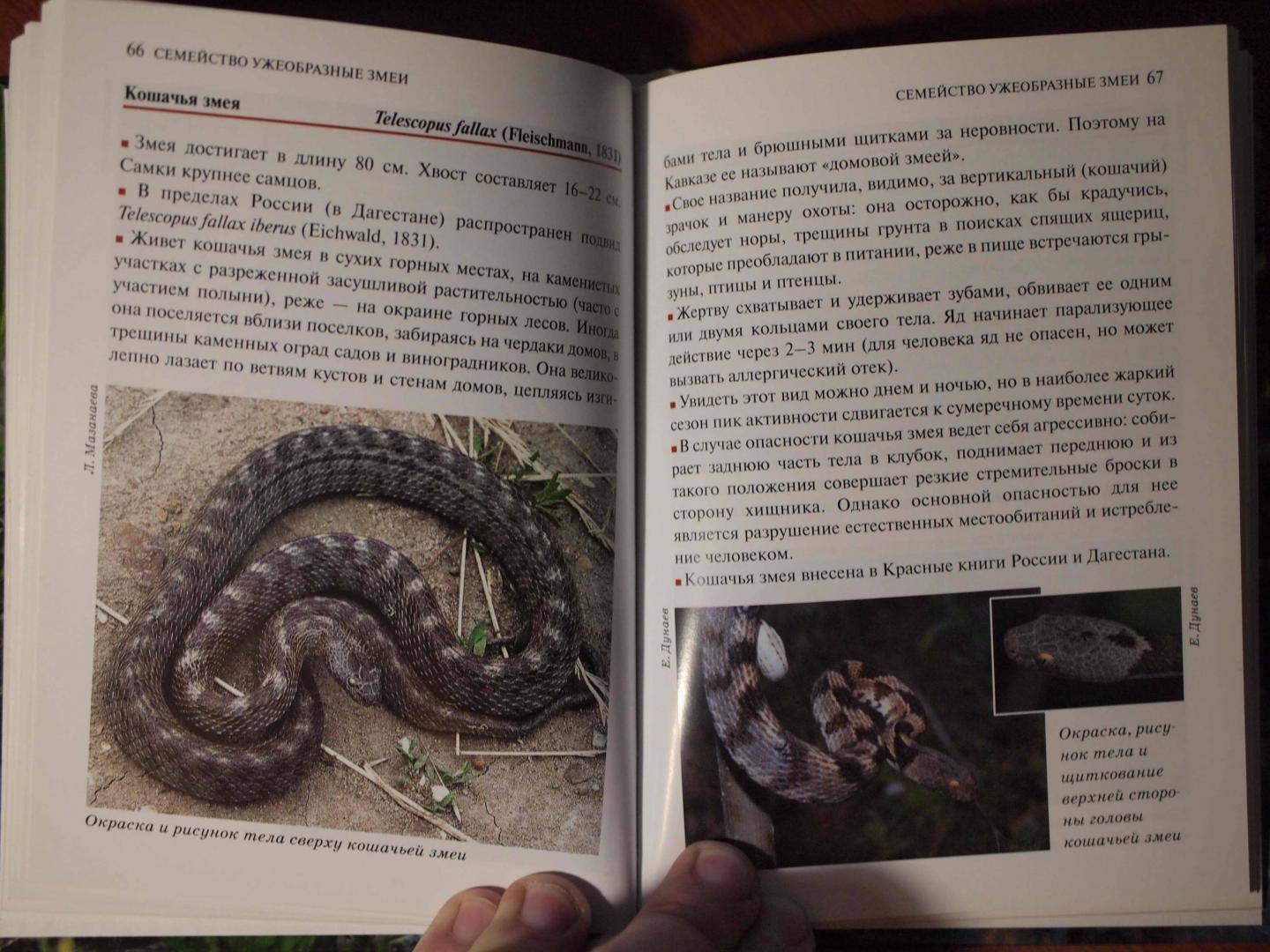 Книга про змея. Змеи книга. Книга со змеей на обложке. Книги о змеях. Книга змеи России.