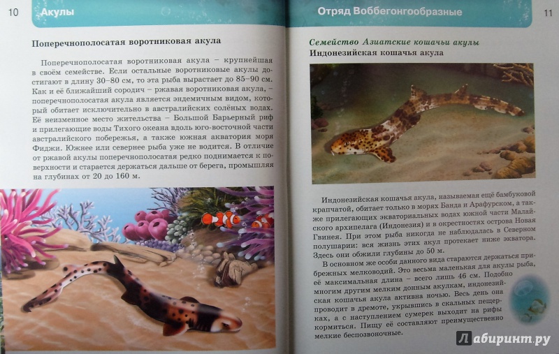 Иллюстрация 9 из 37 для Акулы | Лабиринт - книги. Источник: Соловьев  Владимир