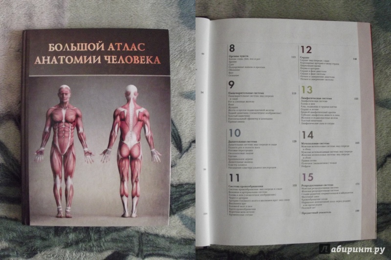 Иллюстрация 18 из 32 для Большой атлас анатомии человека | Лабиринт - книги. Источник: Miss Panda Panona
