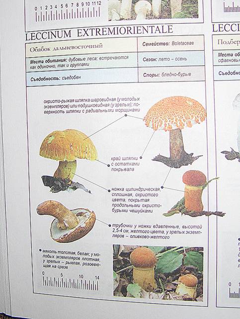 Иллюстрация 2 из 22 для Все о грибах - Пелле Янсен | Лабиринт - книги. Источник: Книголюб