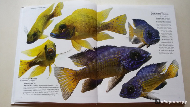Иллюстрация 5 из 6 для Пресноводные аквариумные рыбы - Роджерс, Флетчер | Лабиринт - книги. Источник: Лабиринт