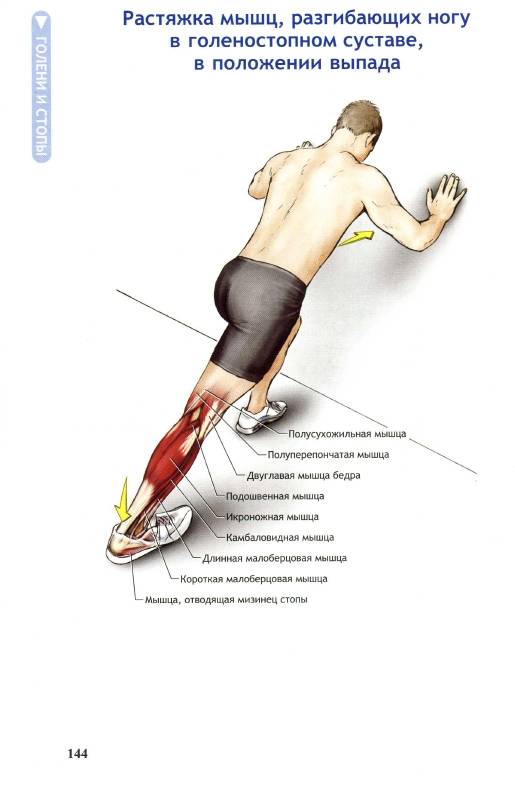 Иллюстрация 35 из 36 для Анатомия упражнений на растяжку - Нельсон, Кокконен | Лабиринт - книги. Источник: Joker