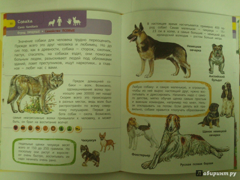 Иллюстрация 8 из 36 для Домашние животные. 60 домашних животных, самых важных для человека - Елена Снегирева | Лабиринт - книги. Источник: Черная  Ксения