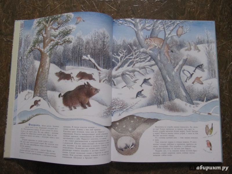Иллюстрация 55 из 109 для В лесу - Петр Багин | Лабиринт - книги. Источник: Шеин  Андрей