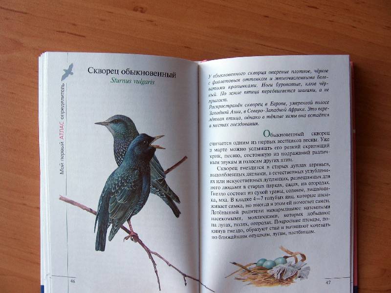Иллюстрация 33 из 38 для Птицы леса - Бровкина, Сивоглазов | Лабиринт - книги. Источник: Red cat ;)