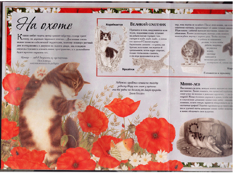 Иллюстрация 32 из 32 для Кошки. И ничего, кроме кошек. Самая правильная книга | Лабиринт - книги. Источник: Mаrishka