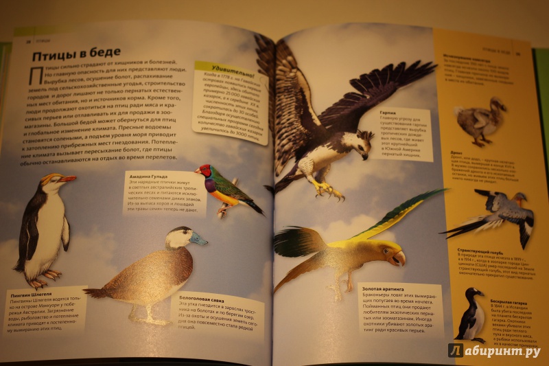 Иллюстрация 15 из 16 для Птицы | Лабиринт - книги. Источник: AL980