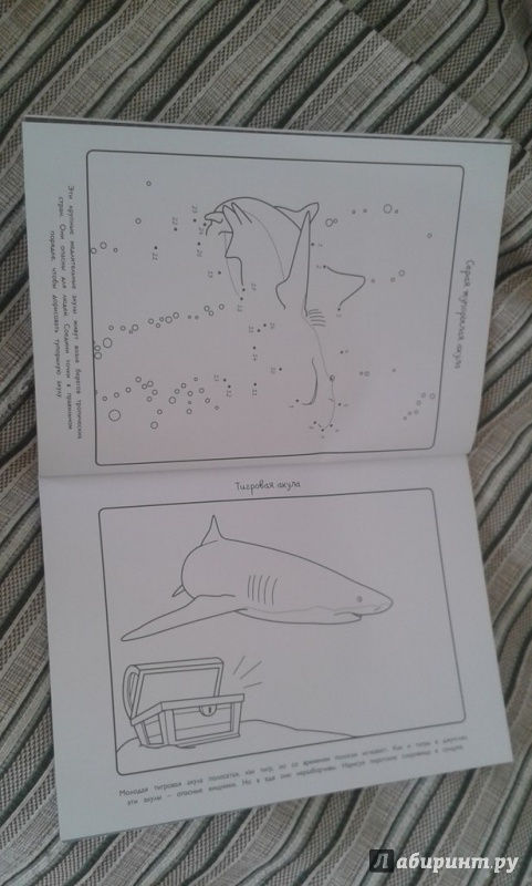 Иллюстрация 11 из 22 для Акулы - Эмма Сэл | Лабиринт - книги. Источник: Соколенко  Света