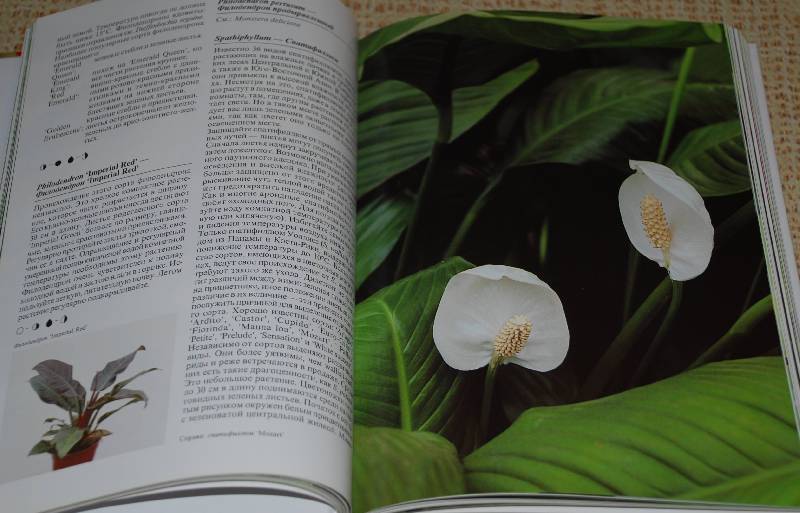 Иллюстрация 45 из 48 для Комнатные растения - Нико Вермейлен | Лабиринт - книги. Источник: МаRUSя