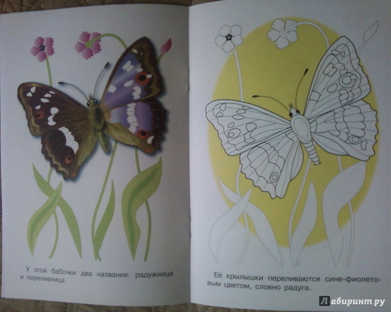 Иллюстрация 12 из 24 для Раскраска. Бабочки | Лабиринт - книги. Источник: Родионова  Надежда