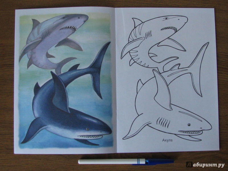 Иллюстрация 4 из 33 для Раскраска Жители морей | Лабиринт - книги. Источник: Tulpu