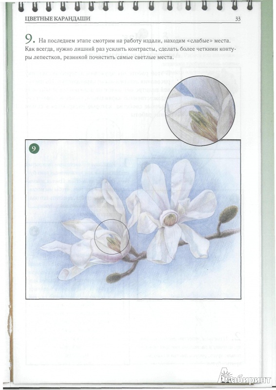 Иллюстрация 6 из 16 для Рисуем цветы - Наталья Котович | Лабиринт - книги. Источник: OpaUps