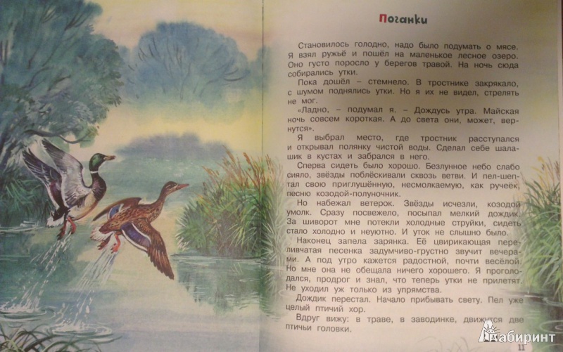 Иллюстрация 6 из 54 для Непонятный зверь - Виталий Бианки | Лабиринт - книги. Источник: Katty