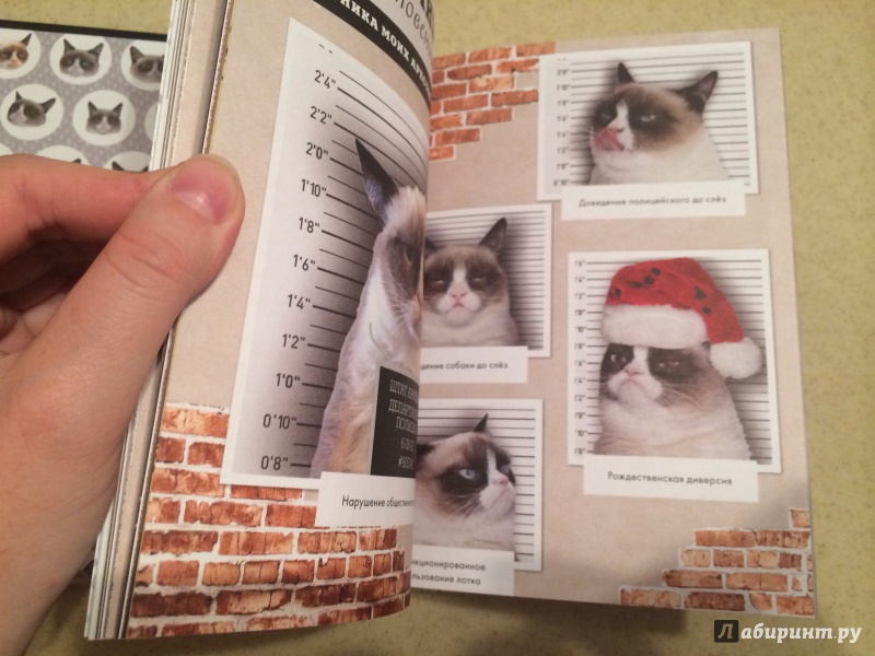 Иллюстрация 18 из 20 для Grumpy Cat. Сердитая книга от самой сердитой кошки в мире | Лабиринт - книги. Источник: terramisu