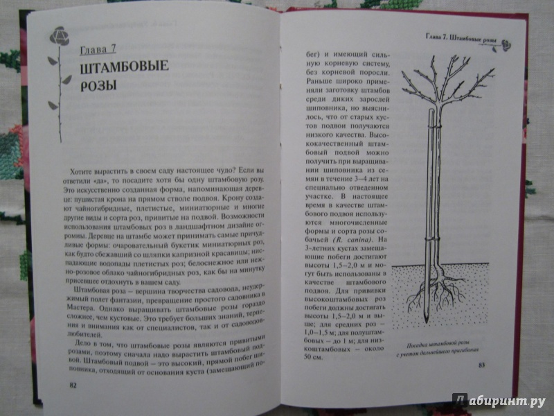 Иллюстрация 5 из 11 для Розы в открытом грунте - Медведев, Крупина | Лабиринт - книги. Источник: A. Fragaria