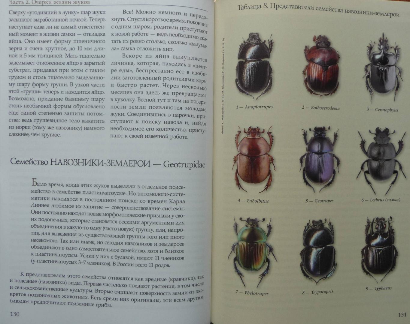 Иллюстрация 39 из 46 для Жизнь замечательных жуков - Ижевский, Лобанов, Соснин | Лабиринт - книги. Источник: SiB