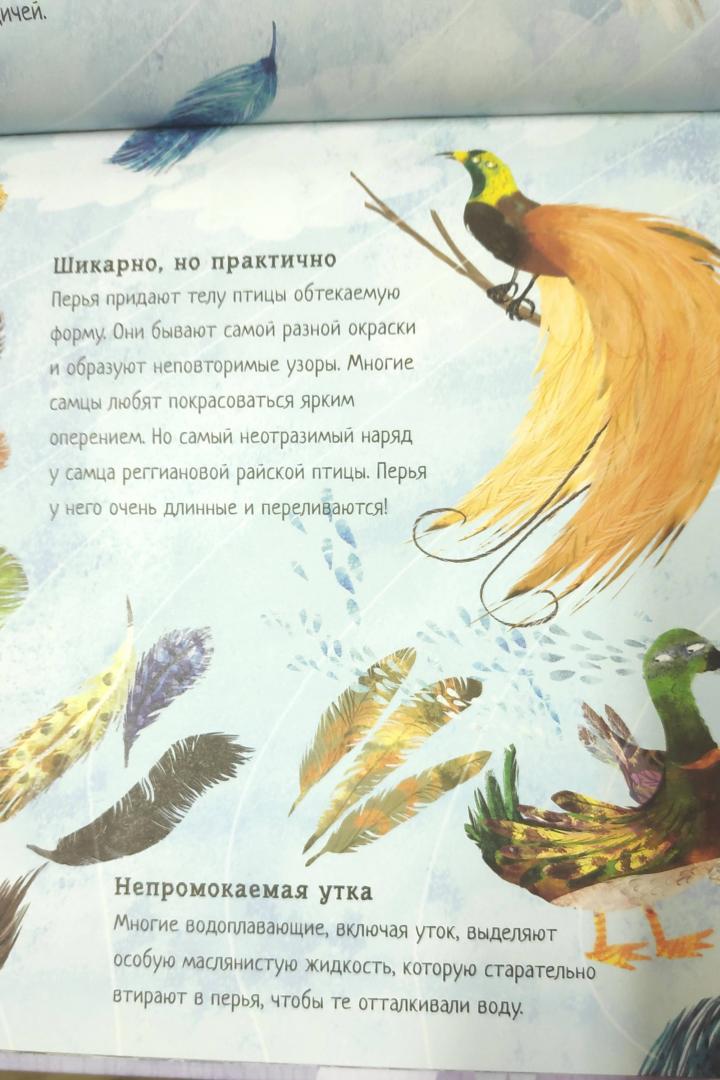 Иллюстрация 5 из 20 для Большая книга птиц - Юваль Зоммер | Лабиринт - книги. Источник: LanaEr