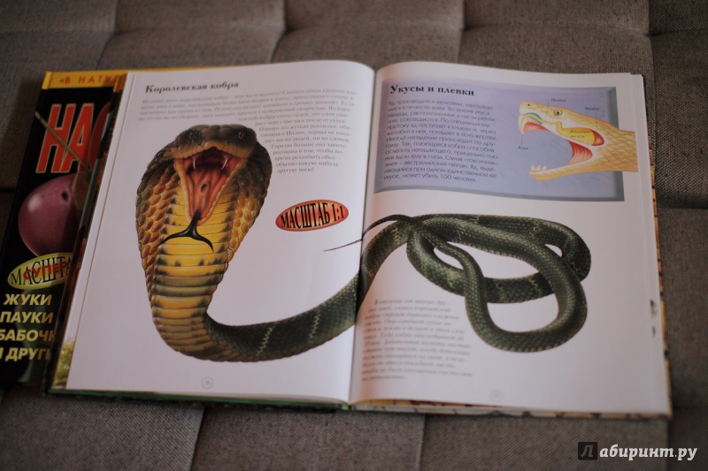 Иллюстрация 10 из 21 для Рептилии - Ханна Уилсон | Лабиринт - книги. Источник: Сорокина  Оленька Игоревна