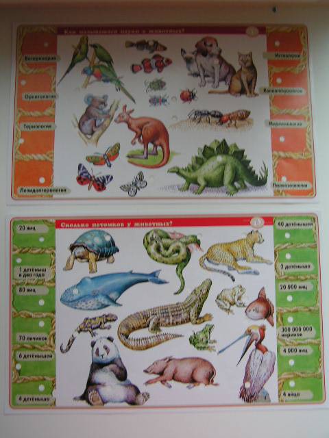 Иллюстрация 8 из 14 для В мире животных. Для детей 7-12 лет. Электровикторина | Лабиринт - игрушки. Источник: ИринаИ