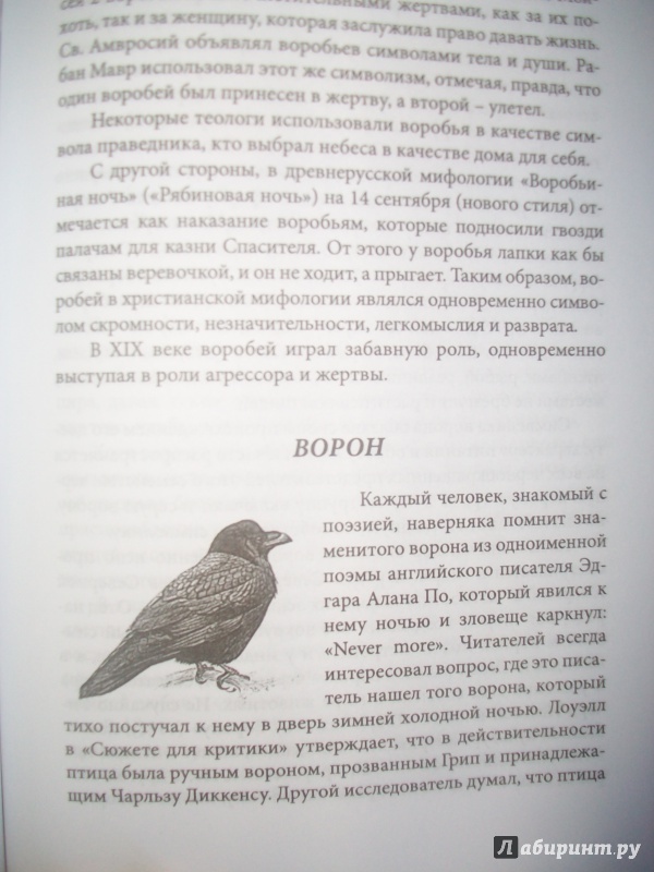 Иллюстрация 27 из 33 для Культура, символы и животный мир - Валерий Орел | Лабиринт - книги. Источник: Loktionova  Alina