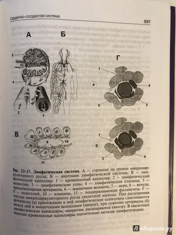 Иллюстрация 51 из 52 для Нормальная физиология. Учебник (+CD) - Ратмир Орлов | Лабиринт - книги. Источник: Ромыдтчъ
