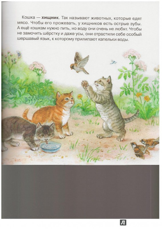 Иллюстрация 20 из 44 для Кто как ест - Юлия Смирнова | Лабиринт - книги. Источник: Ольга