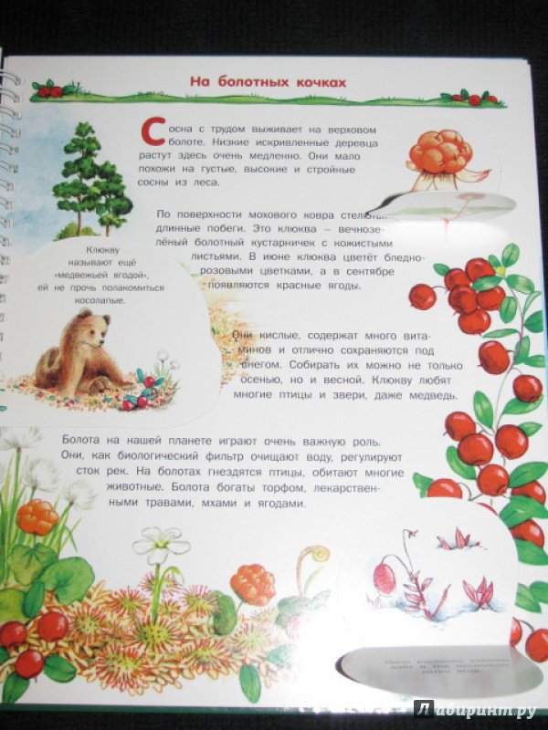 Иллюстрация 28 из 41 для Растения - Татьяна Елумеева | Лабиринт - книги. Источник: Nemertona